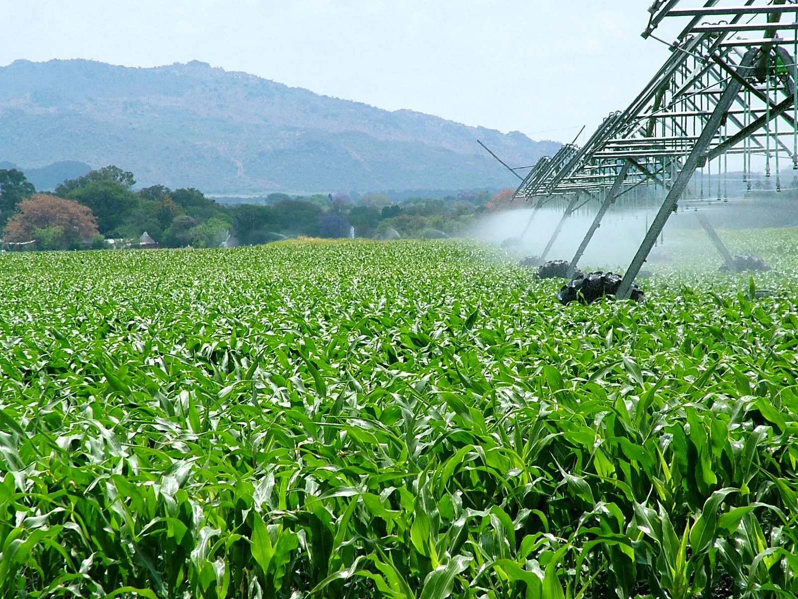 Centre-pivot irrigation watering a young maize crop