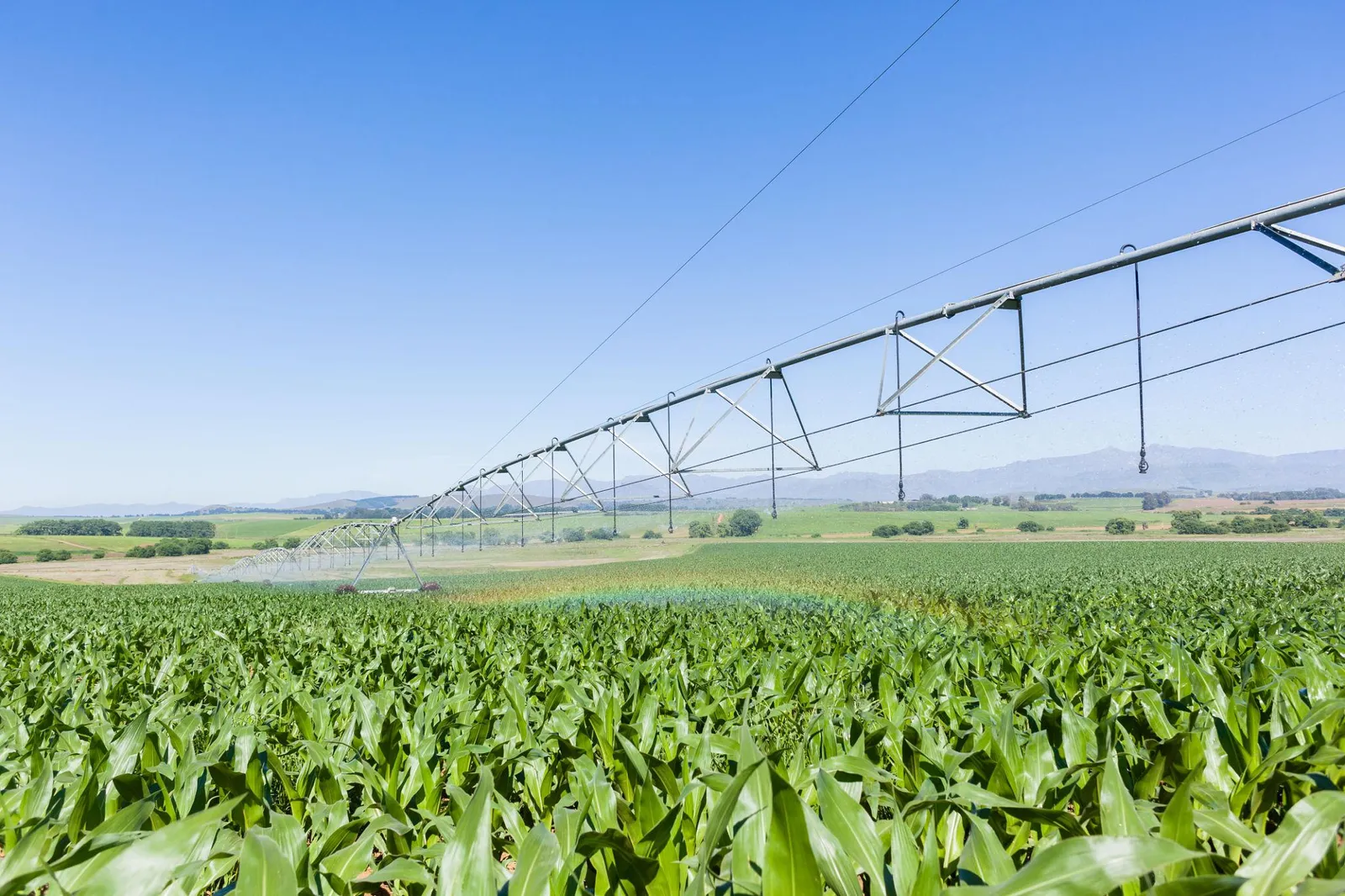 Centre-pivot irrigation over a maize field